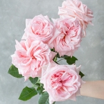 Pink O’Hara / Пінк О’Хара